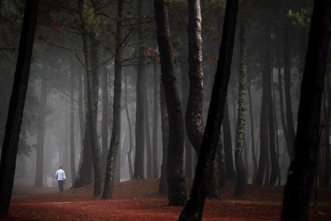 A man walks through a foggy pine grove at La Coruna, Spain, on September 19.