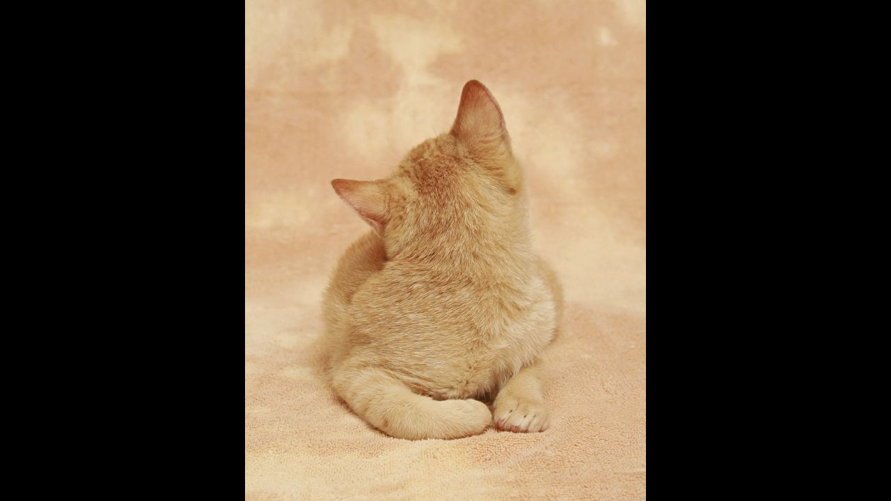 Photographer <a href="http://arnesvenson.com/main.html" target="_blank" target="_blank">Arne Svenson</a> has put together a charming yet unusual calender-style gallery of kittens called "Strays."