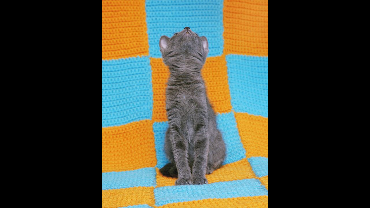 Instead of capturing typical photos of adorable cats doing cute things, he photographed kittens turning away, looking up, walking off and otherwise doing their best to avoid having their furry faces seen.