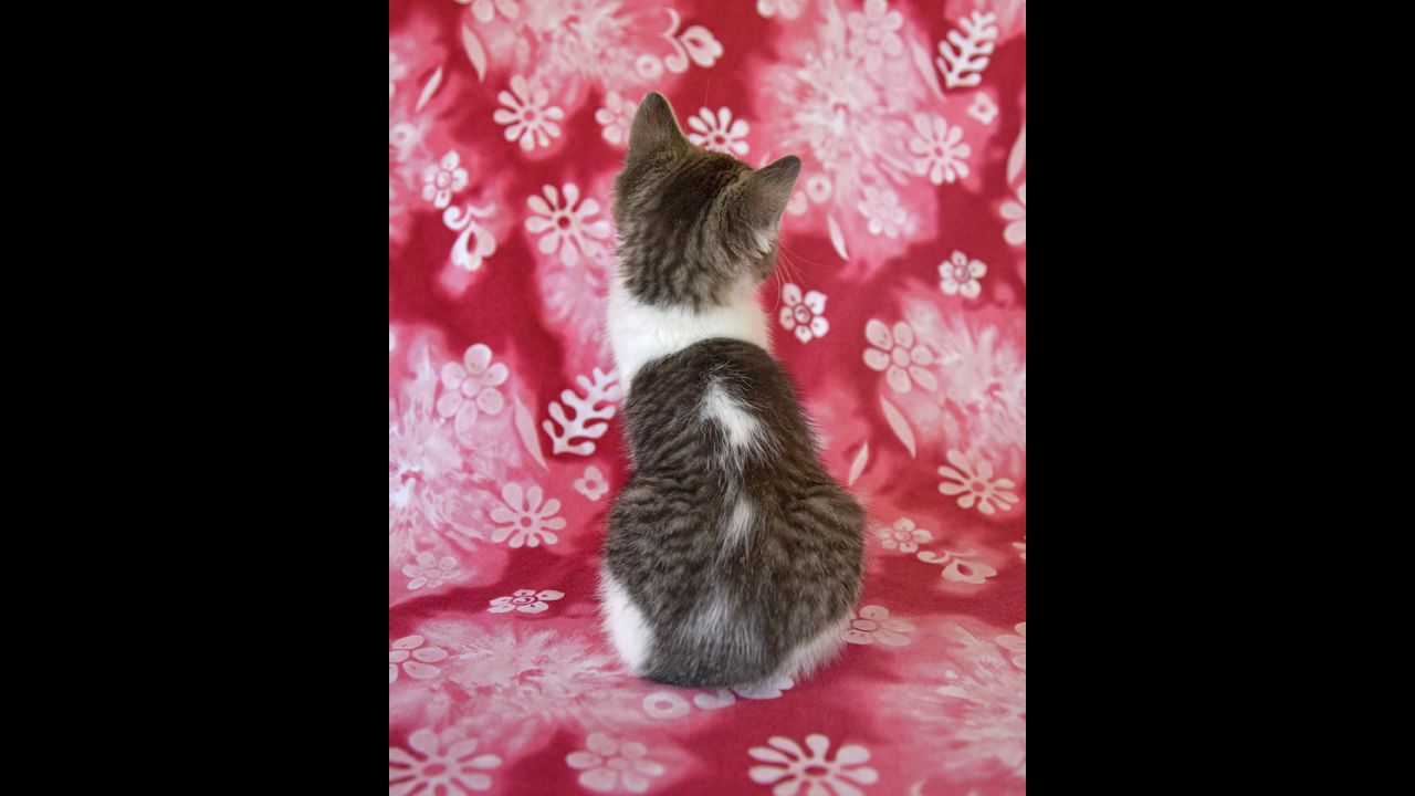 "After taking numerous pictures of the kittens looking at the camera, I realized that there was something missing. Finally, a kitten sat, looked at me and turned her head all the way around to stare at the background. I snapped the photo and realized this was the portrait I wanted: a kitten who was more interested in the world around her than in me," Svenson said.