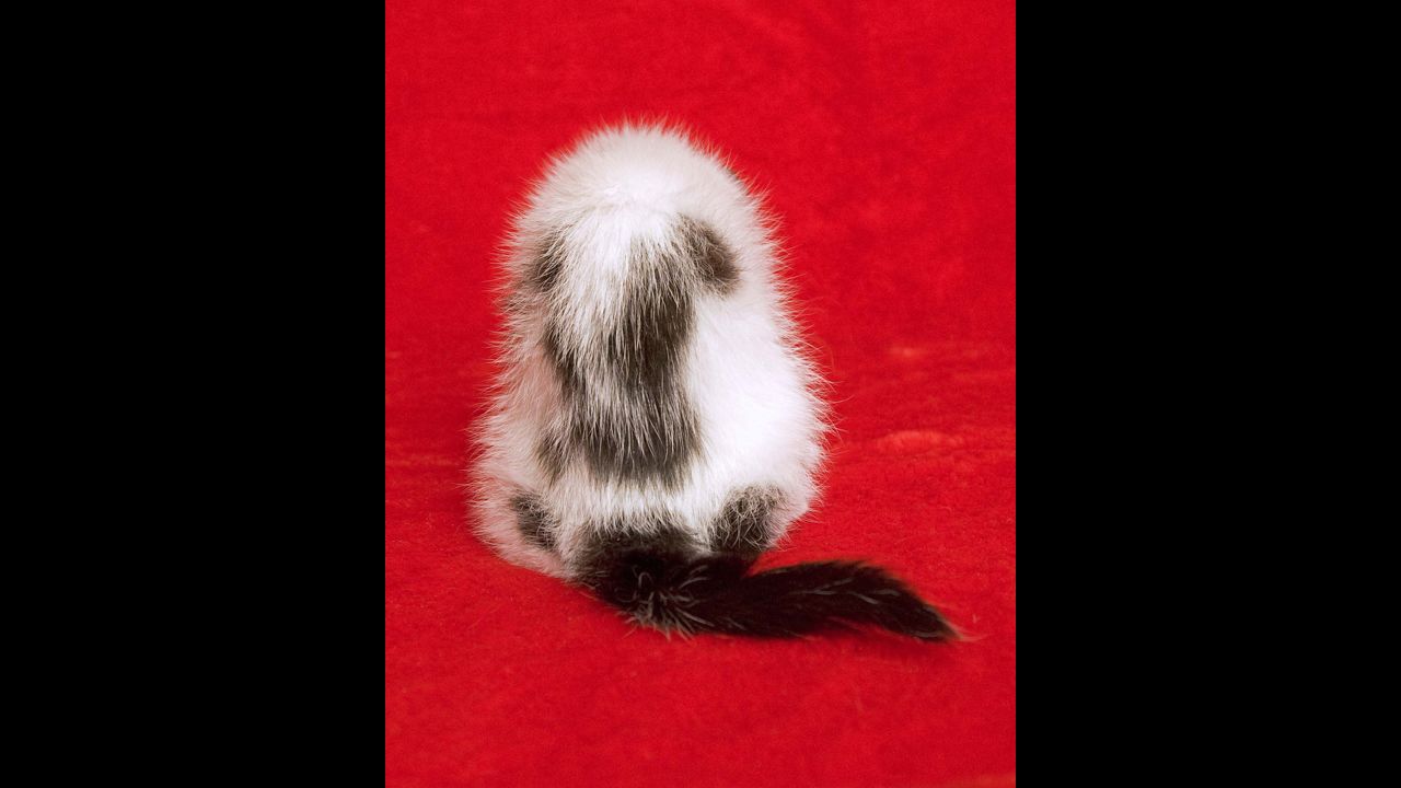 When Svenson began his project, he underwent rigorous questioning in order to borrow kittens from animal shelters to photograph.