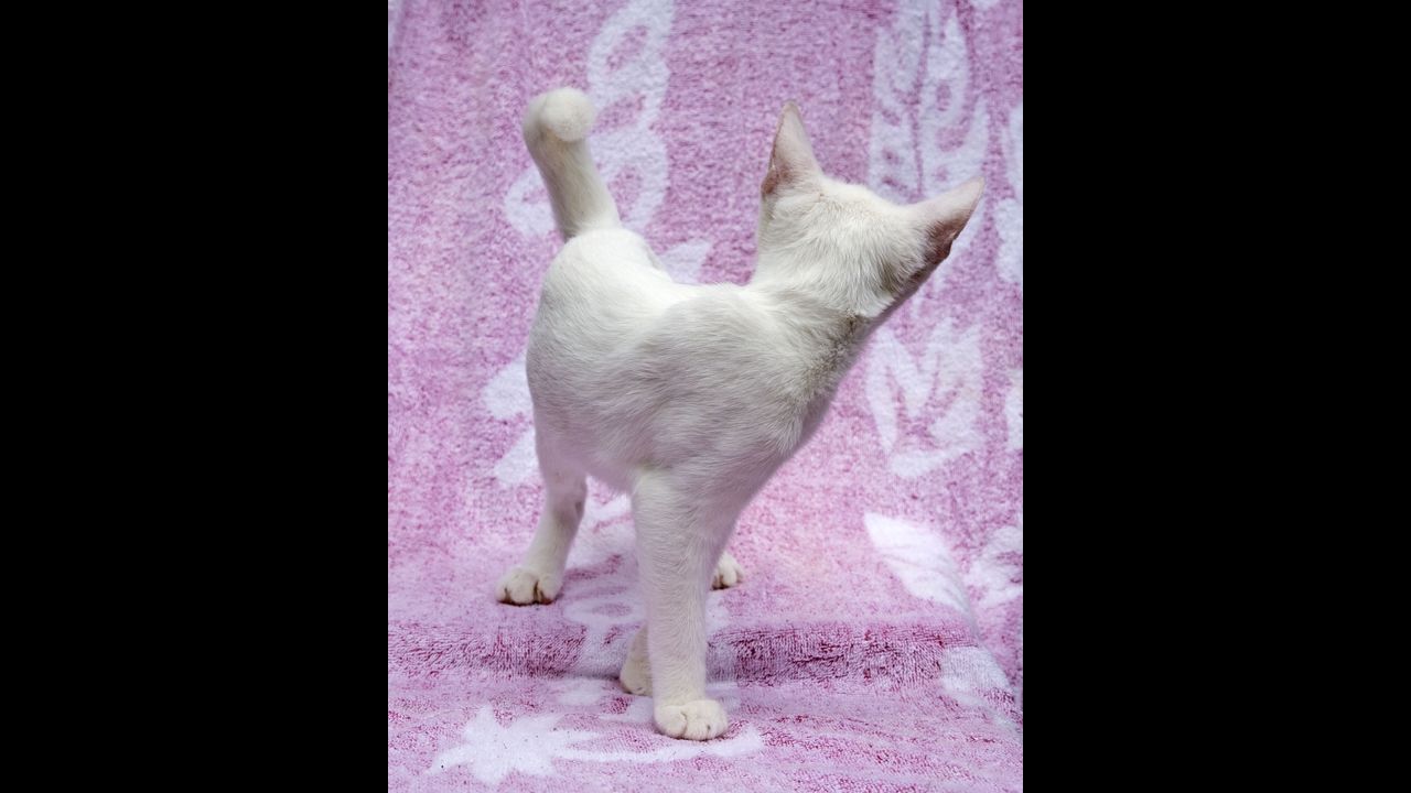 Eventually a cat and kitten rescue facility called <a href="http://www.all-creatures.org/ak/" target="_blank" target="_blank">Animalkind </a>in Hudson, New York, allowed Svenson to borrow several previously stray moggies.