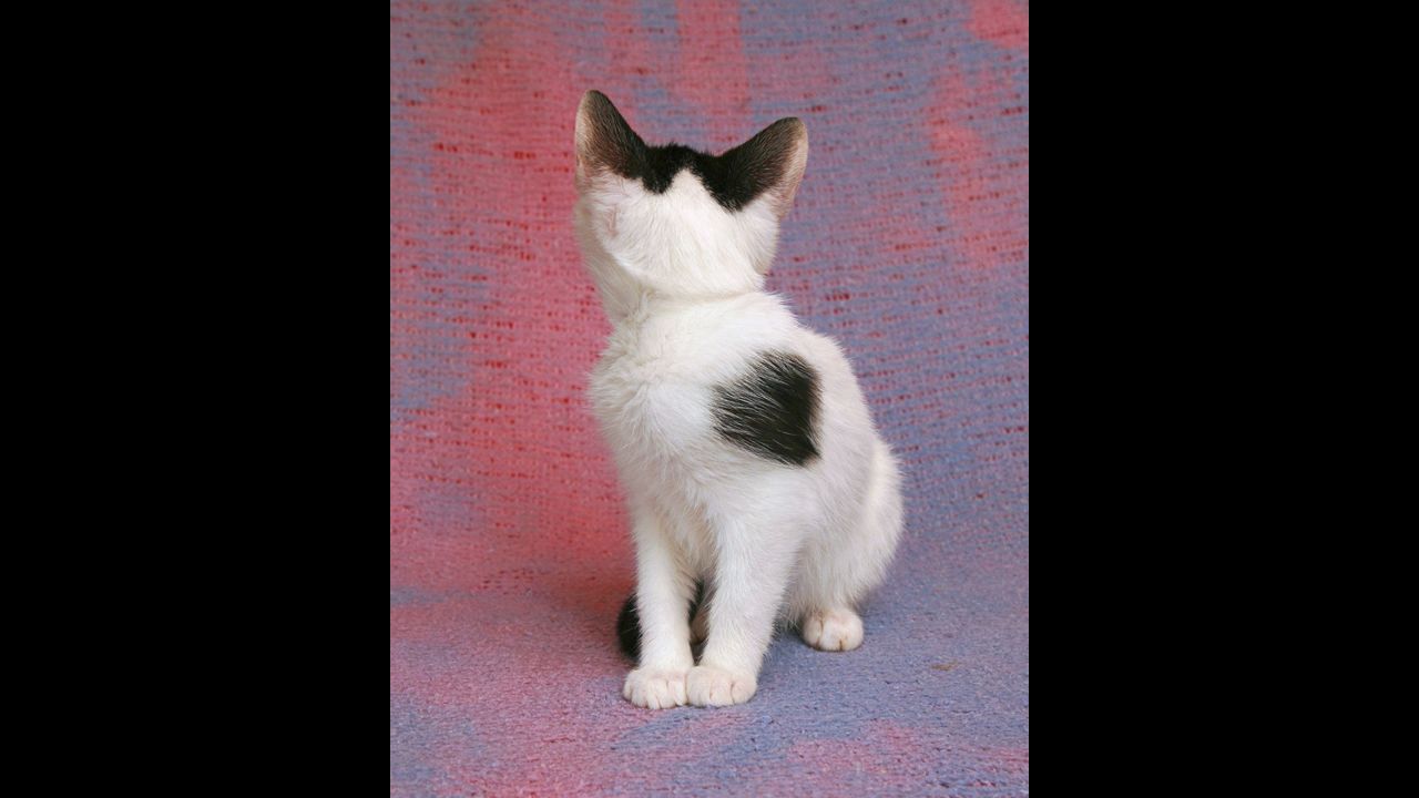 After a disastrous attempt at letting all the kittens out at once, which resulted in total mayhem, Svenson and his two "kitten wranglers" began to take out one kitten at a time to be photographed.