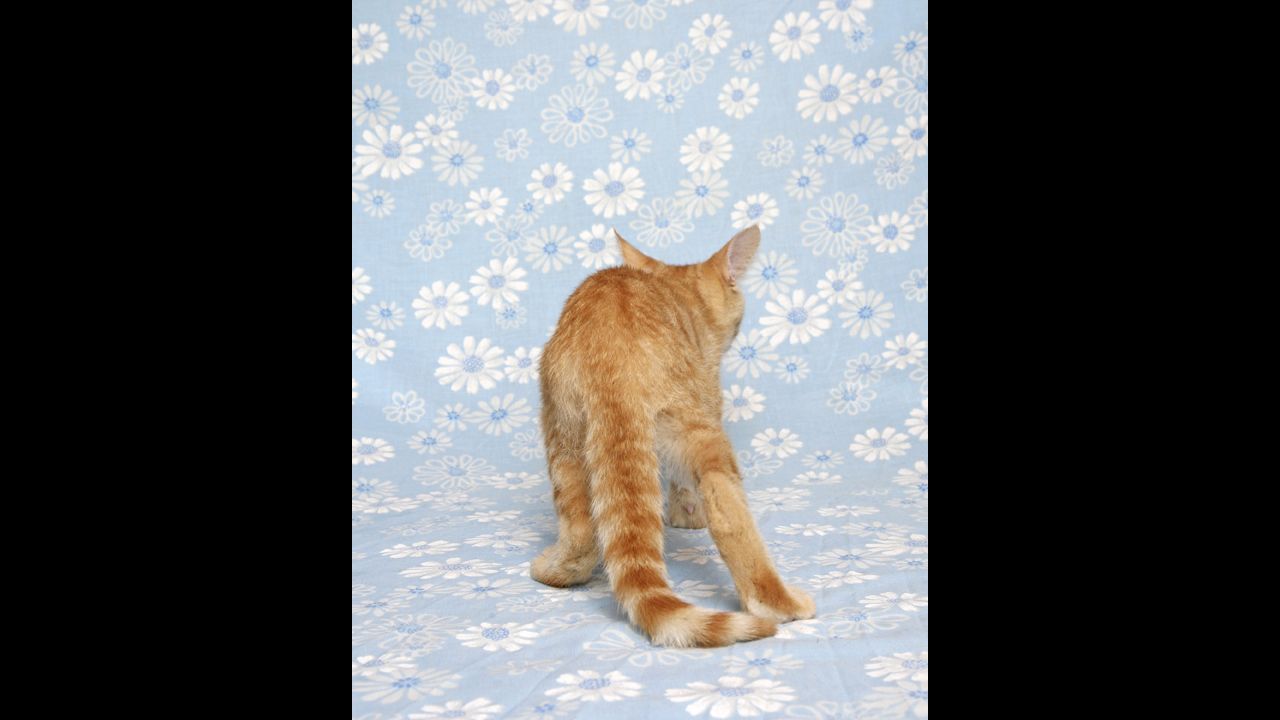Svenson and his team used fabric, towels and blankets purchased from local thrift stores to recreate the garish, exaggerated backgrounds typically seen on cat calenders.