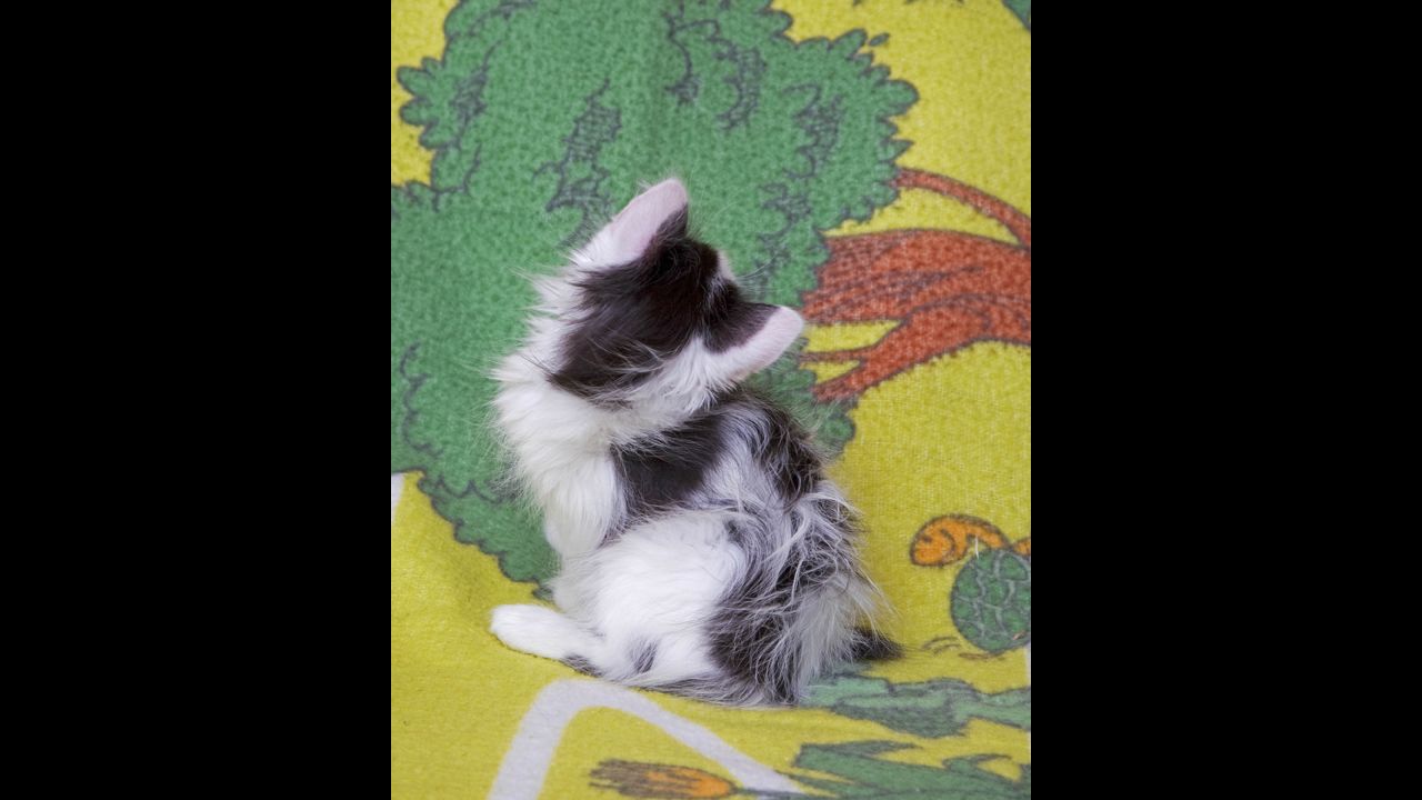 He had his kitten wranglers snap their fingers, dangle string and sing songs to get the kittens' attention and get them into camera position.