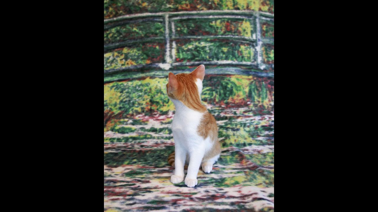 A white and orange tabby poses on a kitschy background.