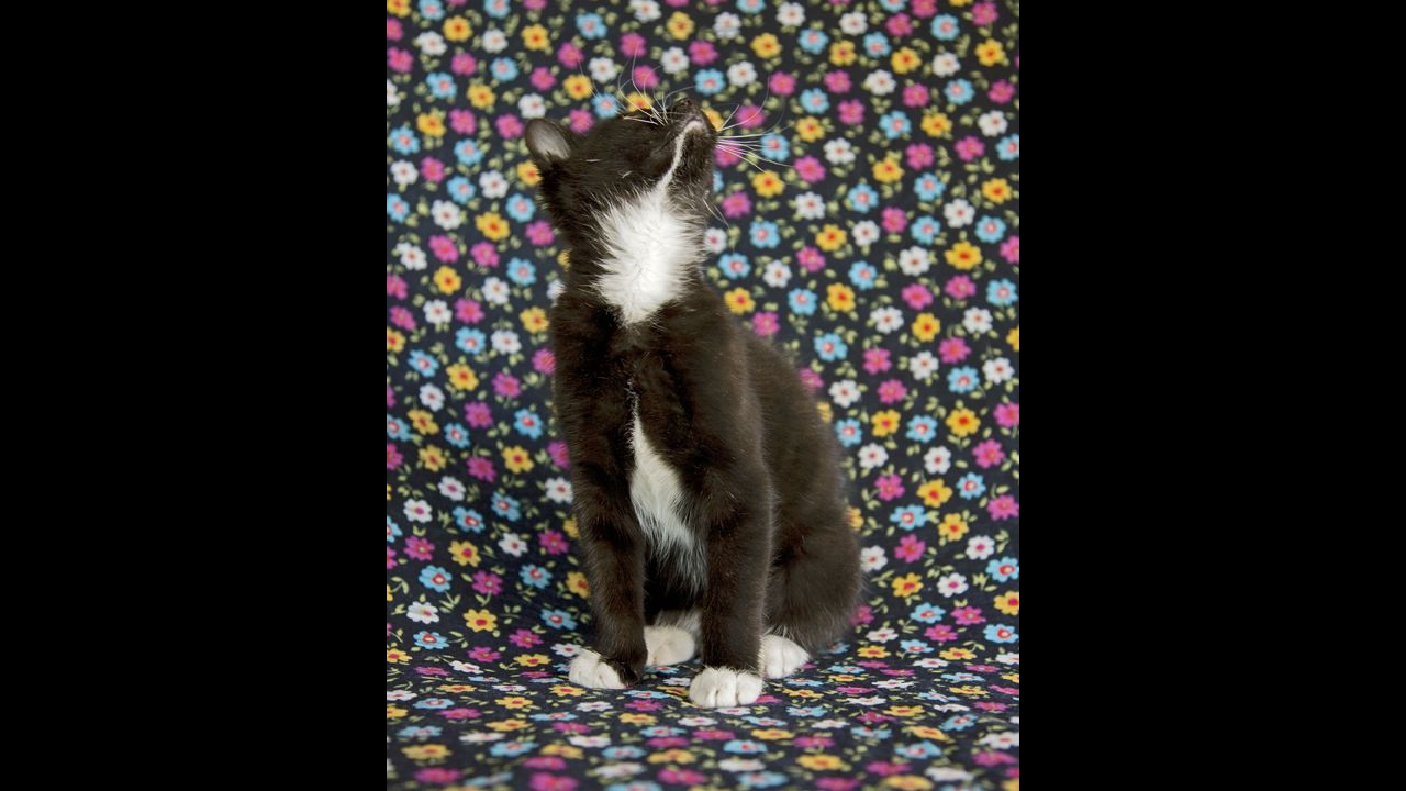 Svenson photographed 50 6- to 8-week-old kittens from the Animalkind rescue shelter.