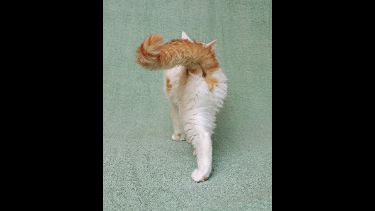 A sassy orange and white kitten waves his tail on a terry cloth background.
