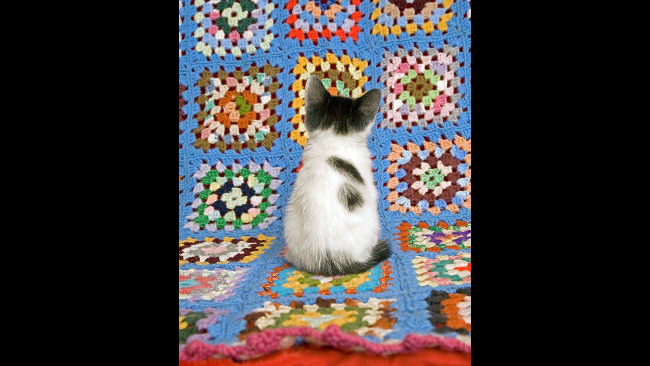 Svenson admitted that he grew attached to many of the kittens he photographed.