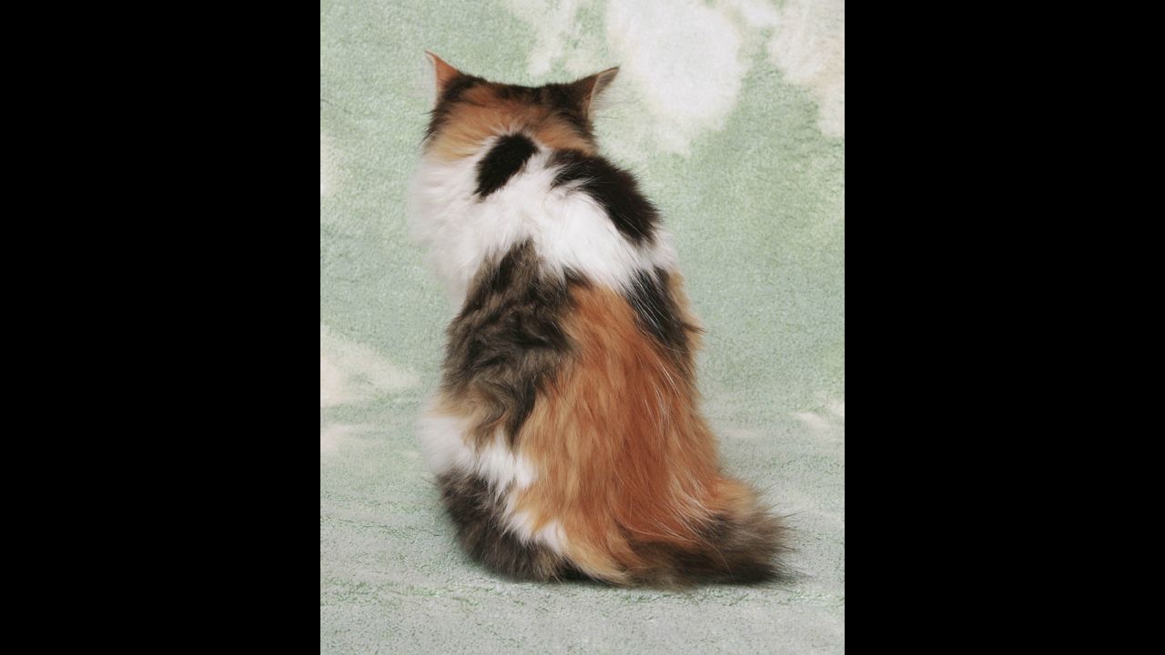 A portion of the proceeds from the book's sales will be donated to the Animalkind shelter.