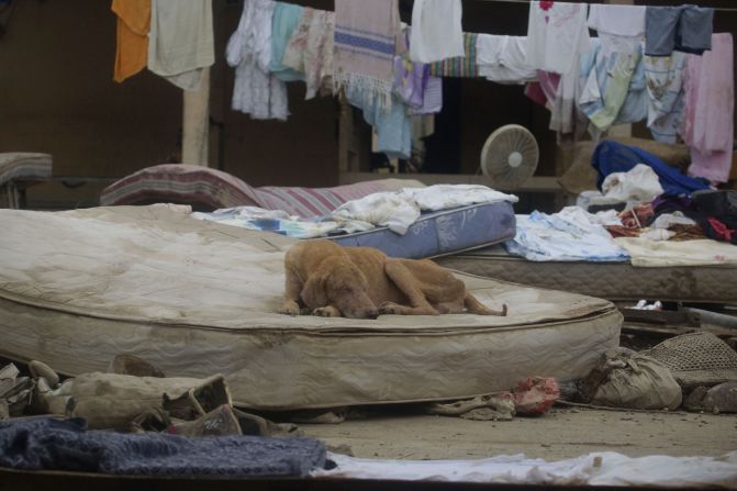 A muddy dog lies on a mattress amid the remains of a house destroyed by storms in Acapulco, Mexico, on September 19.