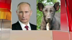 Putin dog lookalike Award of the day Newday _00010203.jpg