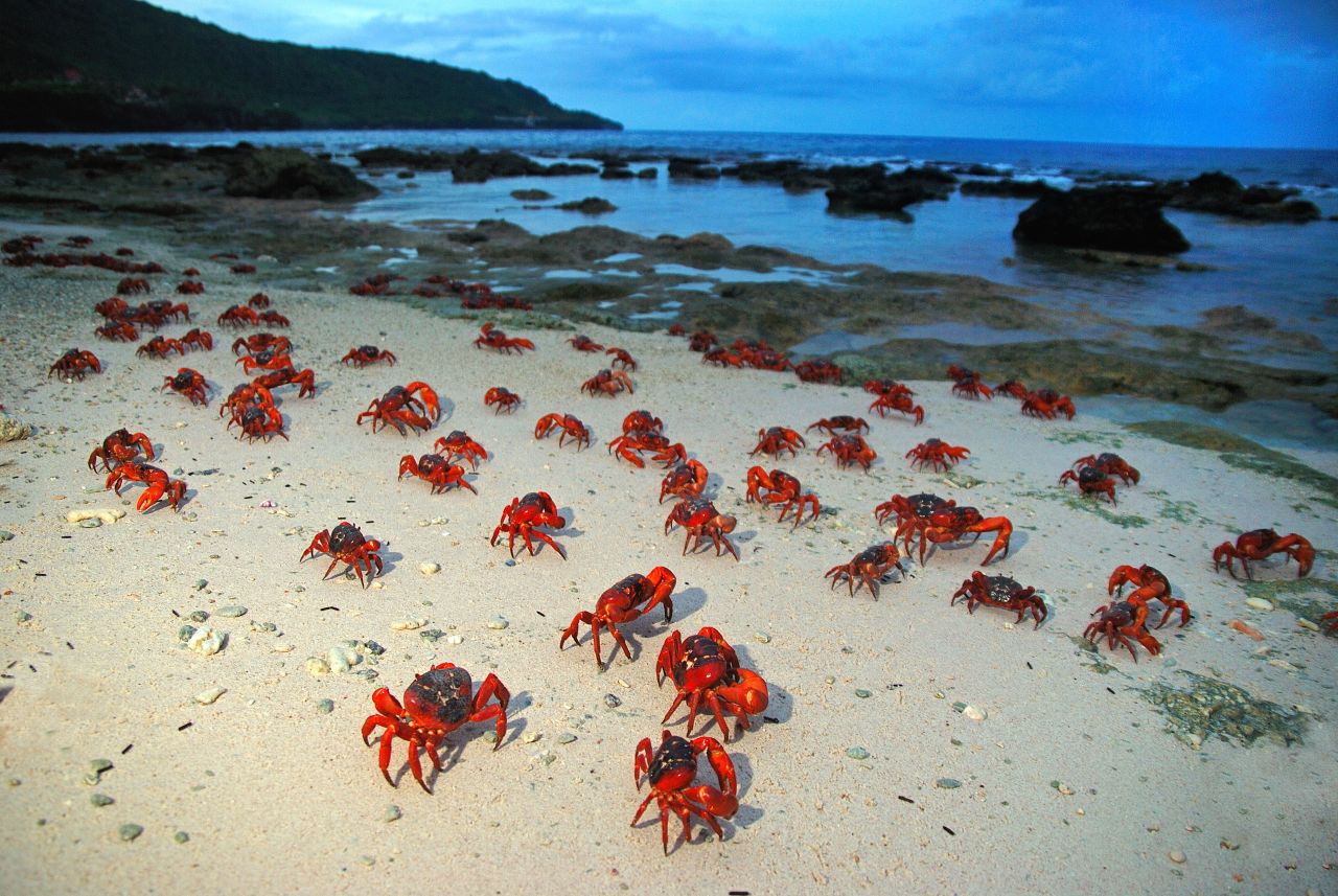 Millions of red crabs living on Australia's Christmas Island make their way to the sea to mate and, eventually, lay their eggs. 