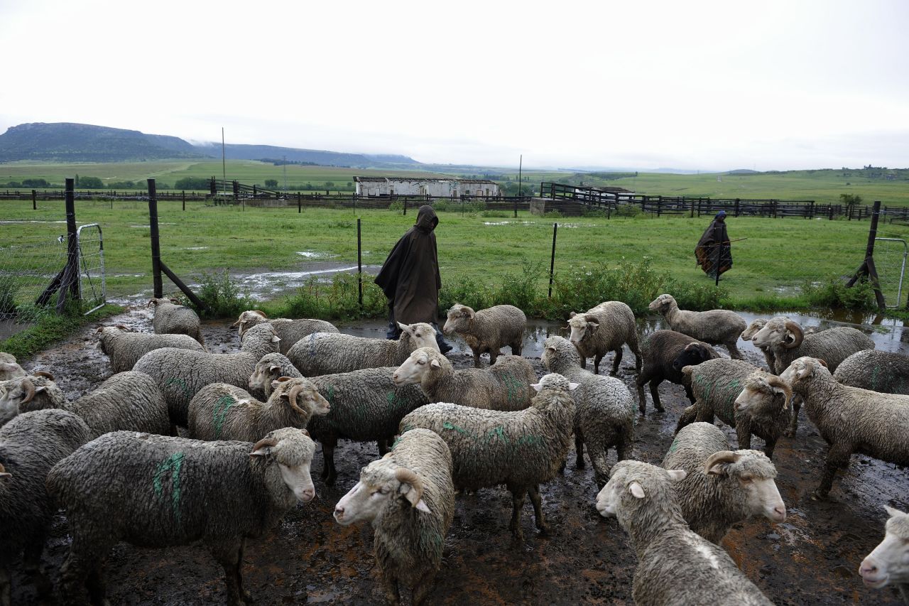 For one year's work in the rough highlands, the shepherds receive one cow or 12 sheep.
