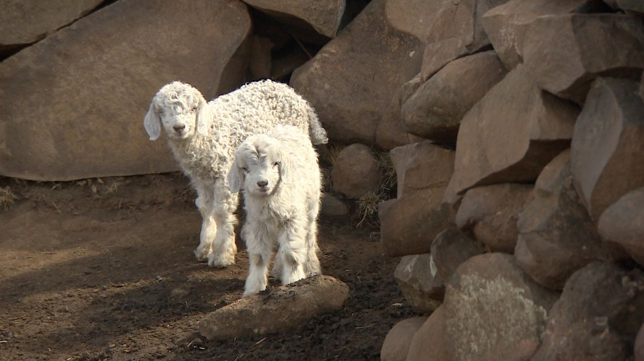 Life on the mountains is both mentally and physically challenging. A lot of the shepherds form bonds with their only companions, the animals.