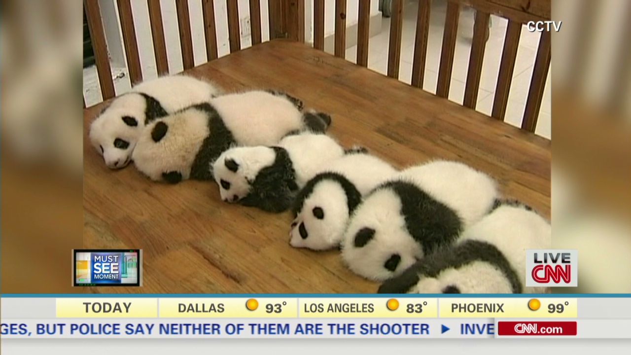 baby pandas sleeping in crib