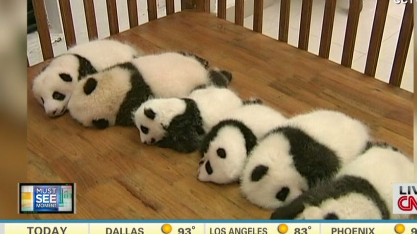 newday baby pandas_00003502.jpg