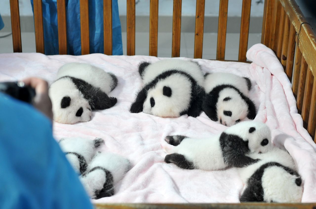 The endangered pandas are extremely difficult to care for at birth, with 60 to 70 percent dying within the first week. In the wild, newborns risk being accidentally crushed by their mothers.  