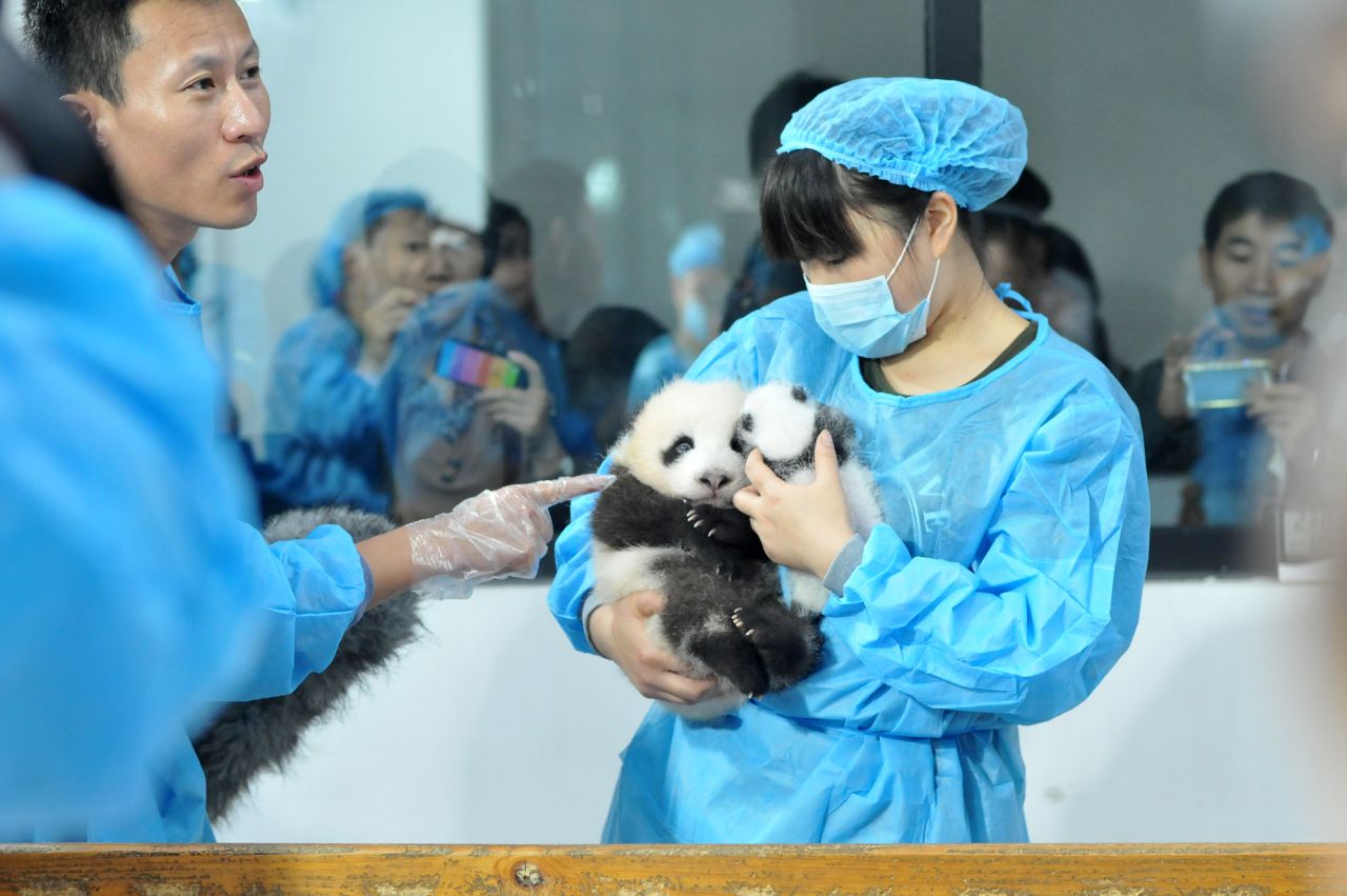 ¿El mejor trabajo del mundo? Criadores del centro de investigación aseguran que el mayor de los cachorros, Meng Meng, pesa cuatro veces más que el más joven, Ya Yi, que en la escala marca poco menos de 700 gramos. 