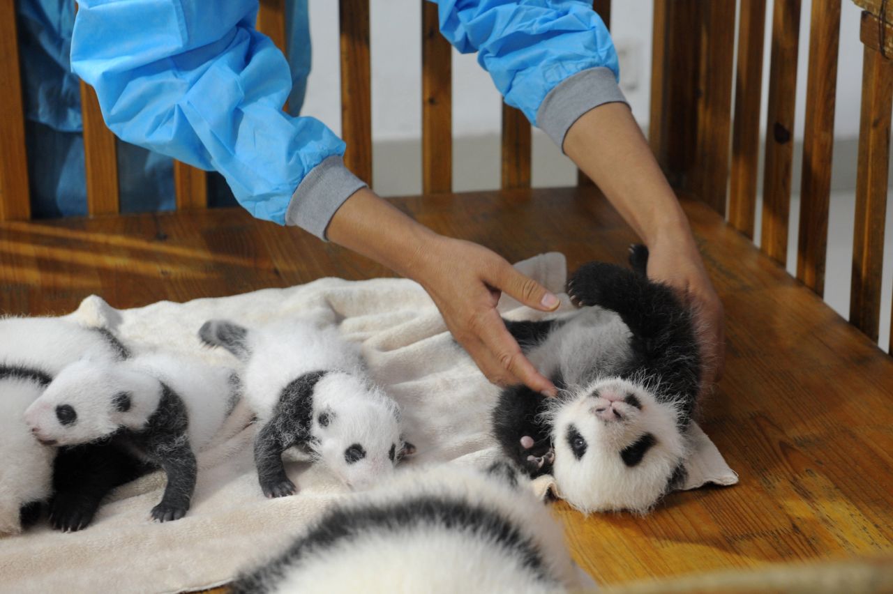 Las crías hacen parte de los sobrevivientes de una camada de 20 cachorros, que nacieron entre julio y septiembre de este año. Son los últimos en sumarse a una familia que tiene 124 miembros en el centro de Chengdu.