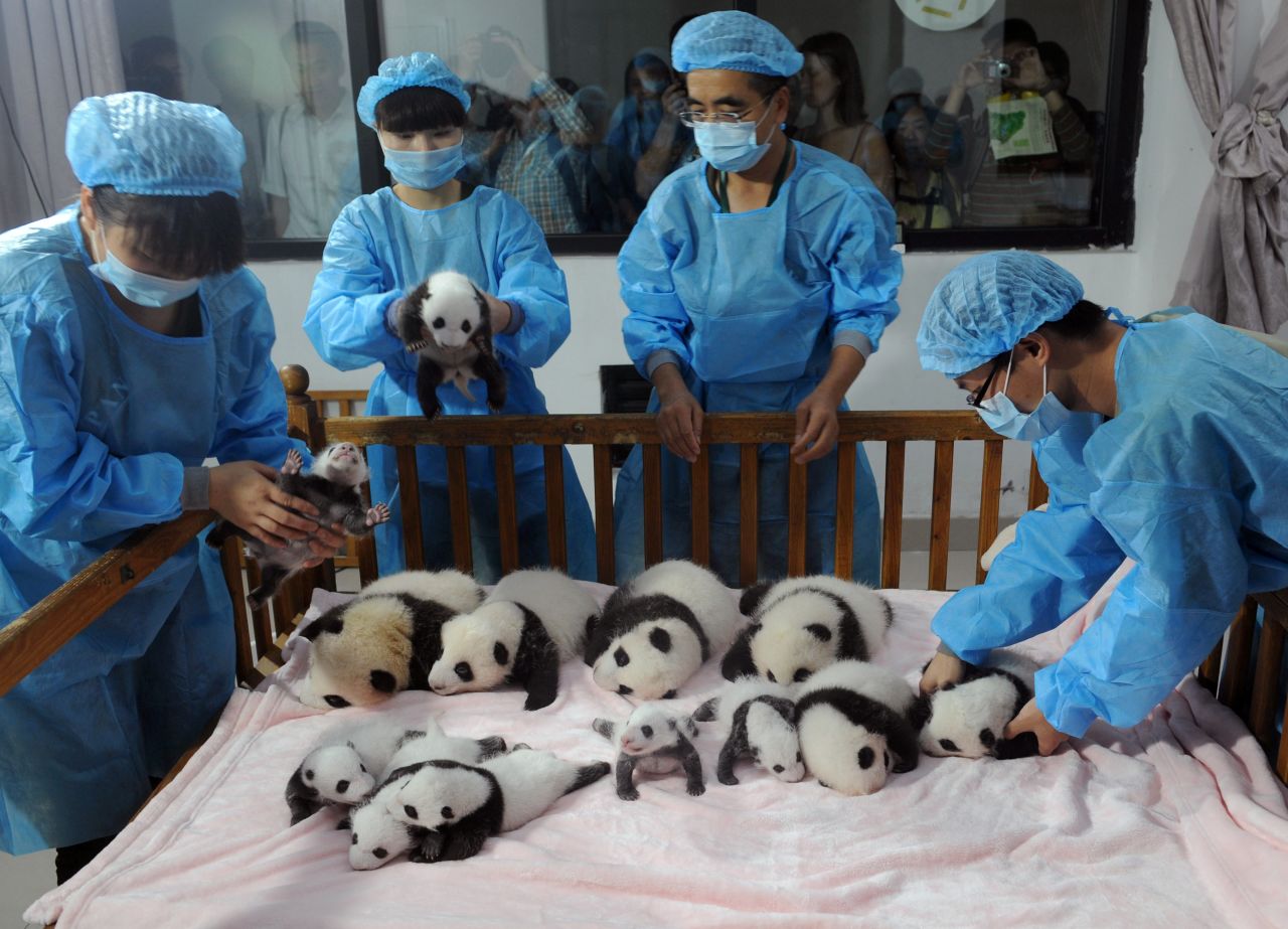With less than 2,000 giant pandas in the wild population worldwide, the Chengu Panda Base (founded in 1987) rescued six giant pandas from the wild and have been increasing the captive population ever since. 