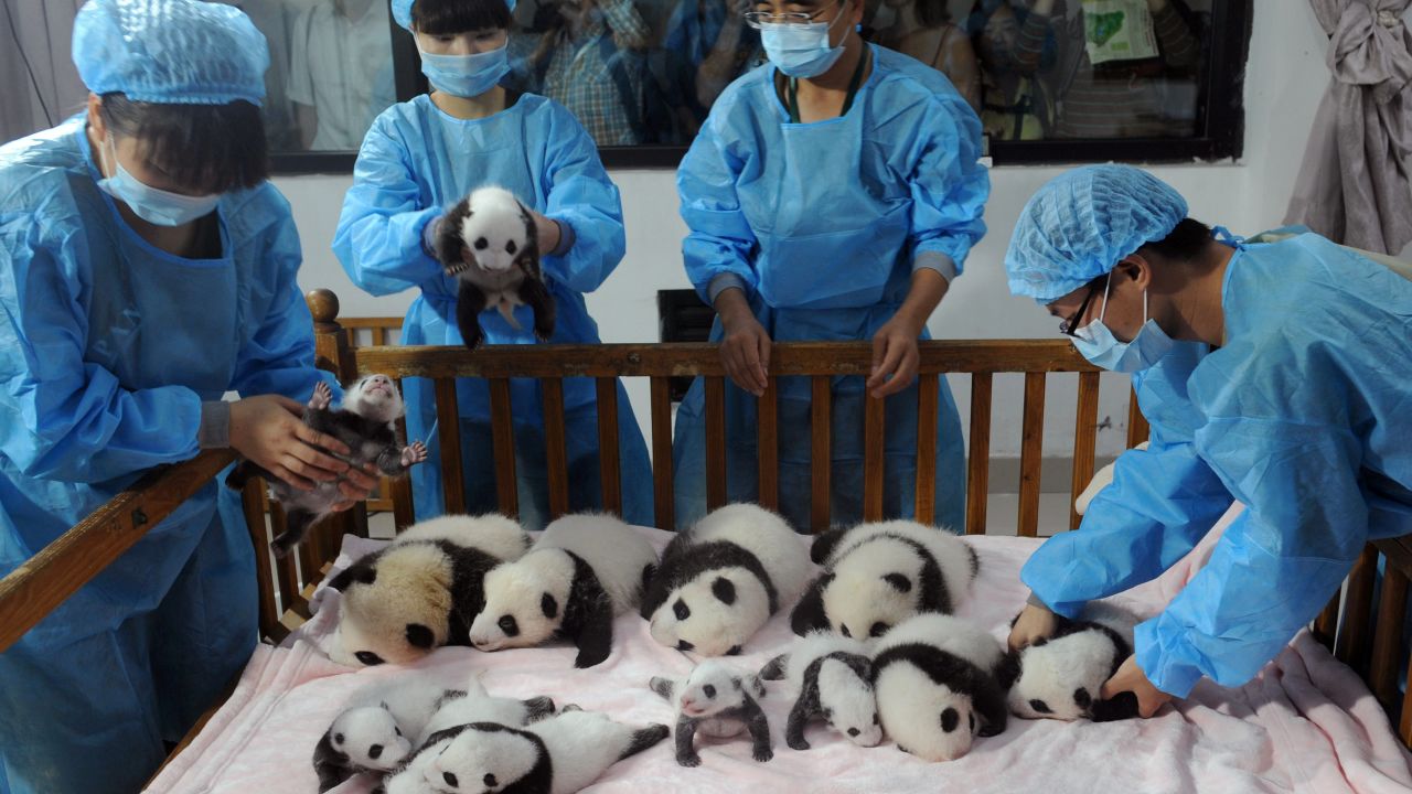 New-born panda cubs, like these at the Chengdu Research Base of Giant Panda Breeding, look cute in a crib. But we don't know how good they are at predicting World Cup wins