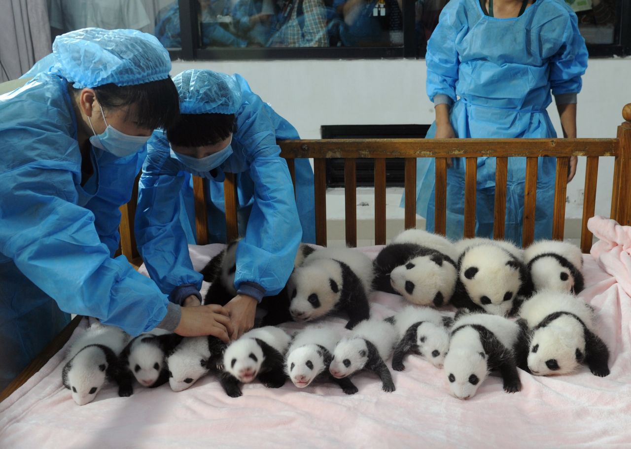 Los pandas tienen dificultades para procrear debido a problemas de infertilidad. En 2009, con la ayuda de la fertilización in vitro, China concibió artificialmente su primer panda en el centro de investigación de Wolong, también en Sichuan.