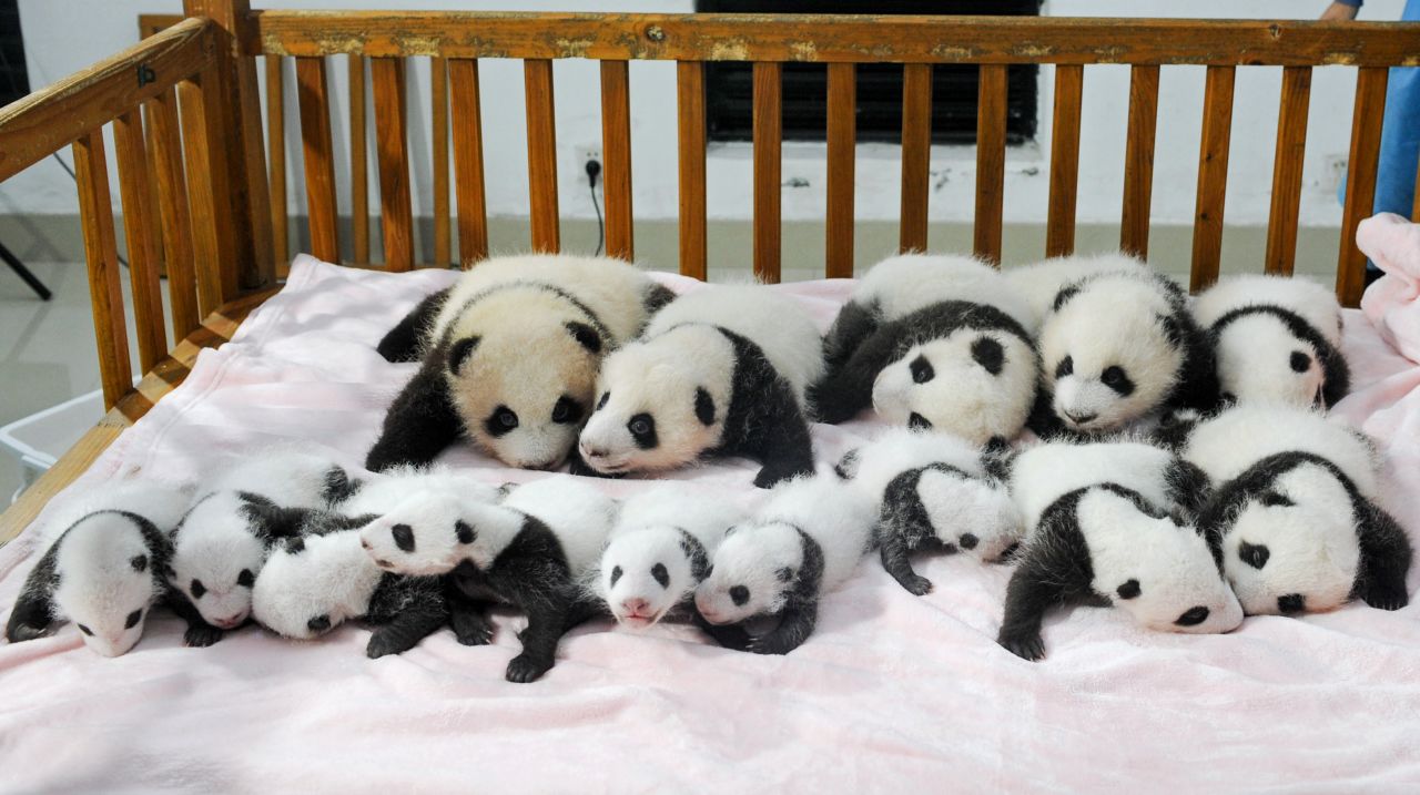 Lo que se dice una multitud de osos panda. Catorce ositos panda nacidos por inseminación artificial fueron presentados esta semana durante una conferencia de prensa de la Base de Investigación y Cría de Pandas Gigantes de Chengdu, en la provincia china de Sichuan.