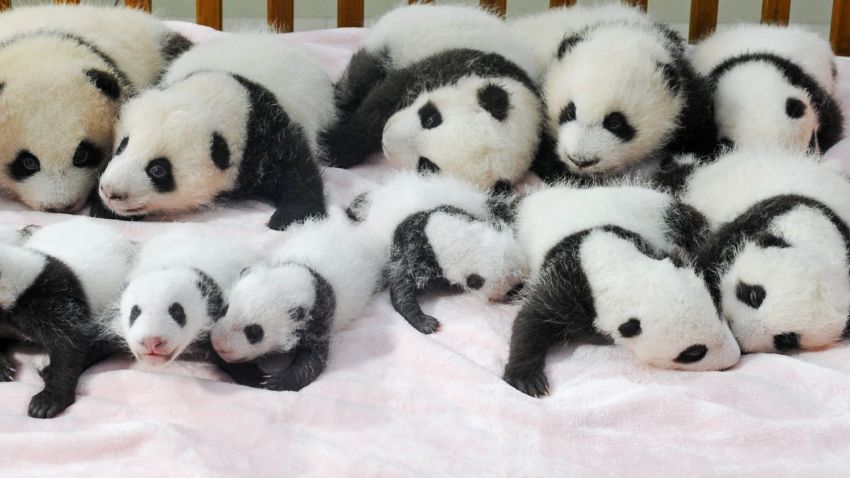 china baby pandas 8
