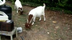 goats in the yard Berman Newday _00002617.jpg