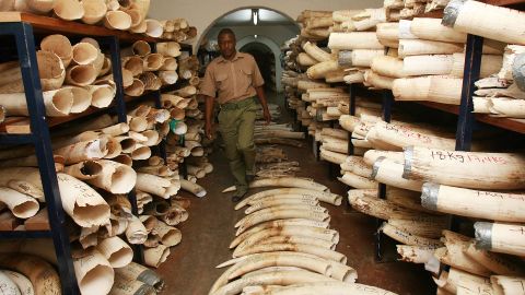 [File photo] Room with elephant tusks and rhino horns. Photo taken on October 12, 2010, Harare.