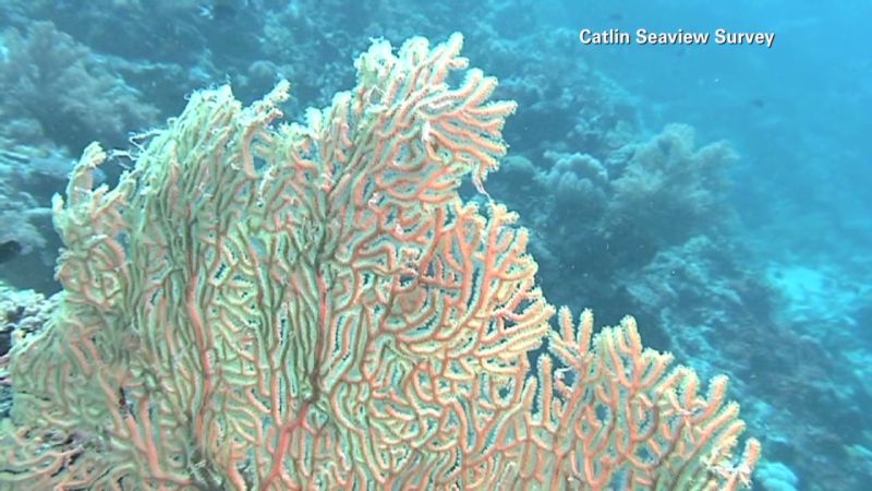 Underwater Images Help Scientists Track Coral Reefs | CNN