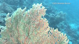 saving.coral.reefs_00024113.jpg