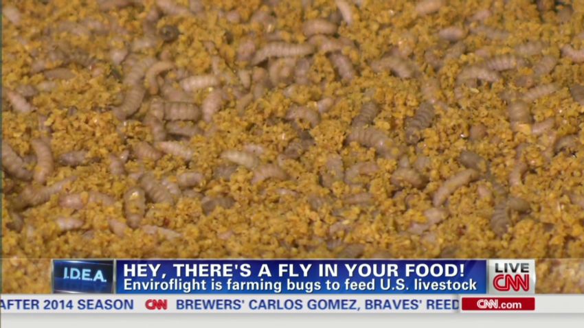 erin burnett dnt bug food for livestock _00012310.jpg