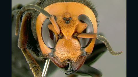 Hornets have stung several hundred people in China, killing at least 19. The Asian killer hornet, which may also be involved, is the world's largest hornet species and injects a powerful neurotoxin with its sting. 