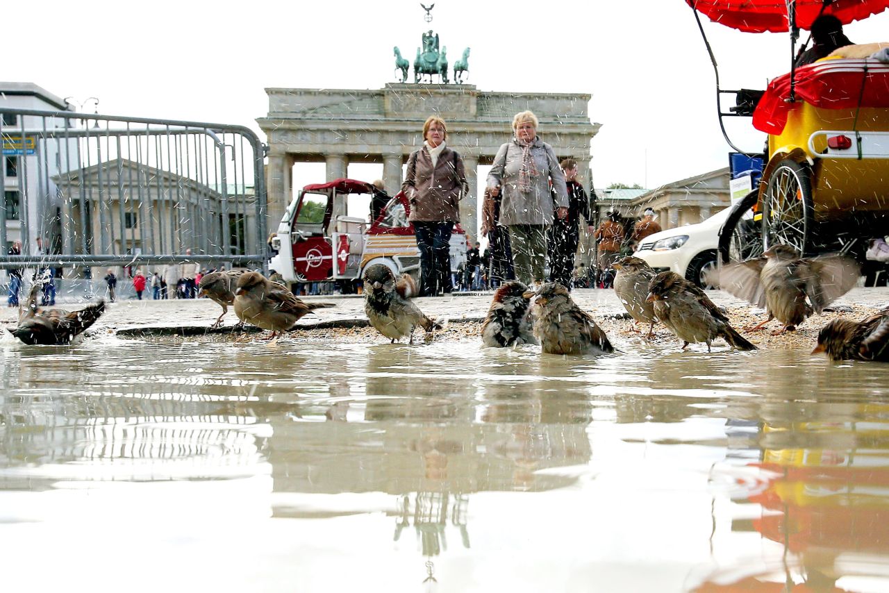 Sparrows take a bath in a puddle in front of the Brandenburg Gate in Berlin on Thursday, September 26.