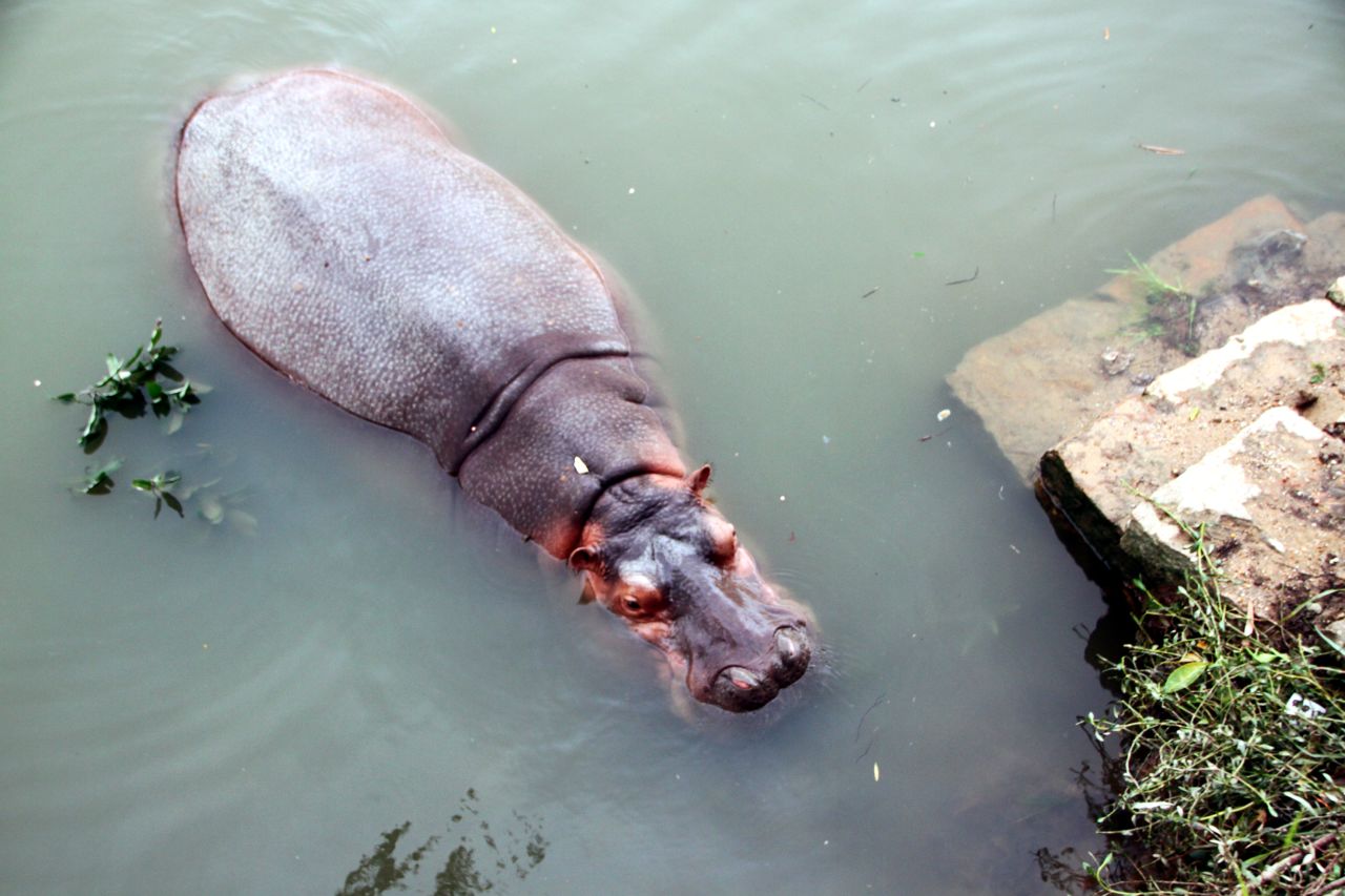 A hippo that escaped from the flooded Shantou Zoo swims in a river on September 23 near the zoo in Shantou, China.
