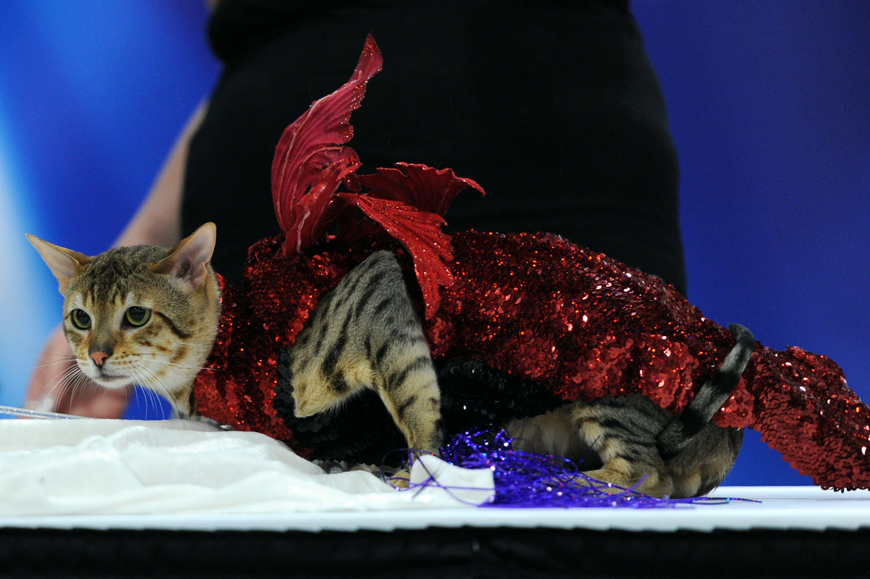 Cats on the Catwalk: The Feline Influence on Fashion Shows - Grumpy Cat's impact on the fashion industry