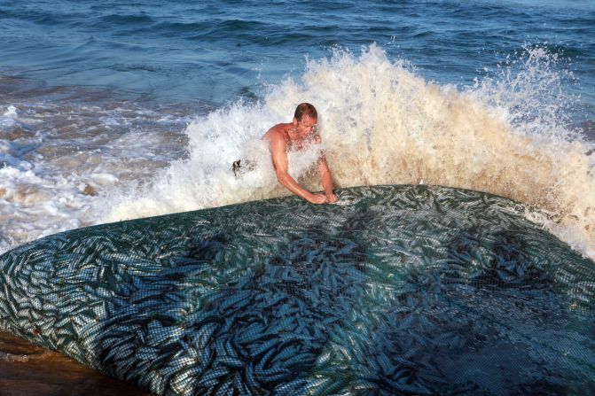 The sardine run along South Africa's east coast is an annual event attracting thousands of locals and tourists. Each year massive shoals of sardines stretching hundreds of miles draw sharks, dolphins and gannets hovering above the fish.