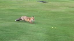 fox plays golf switzerland_00001526.jpg