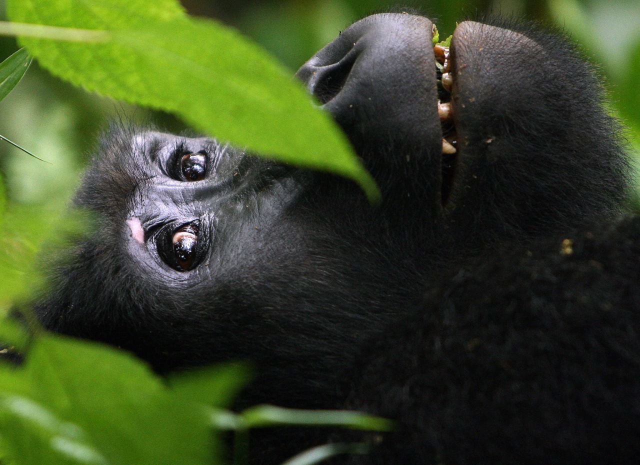 A gorilla in its Ugandan rainforest home ... Who you telling Africa's all desert?