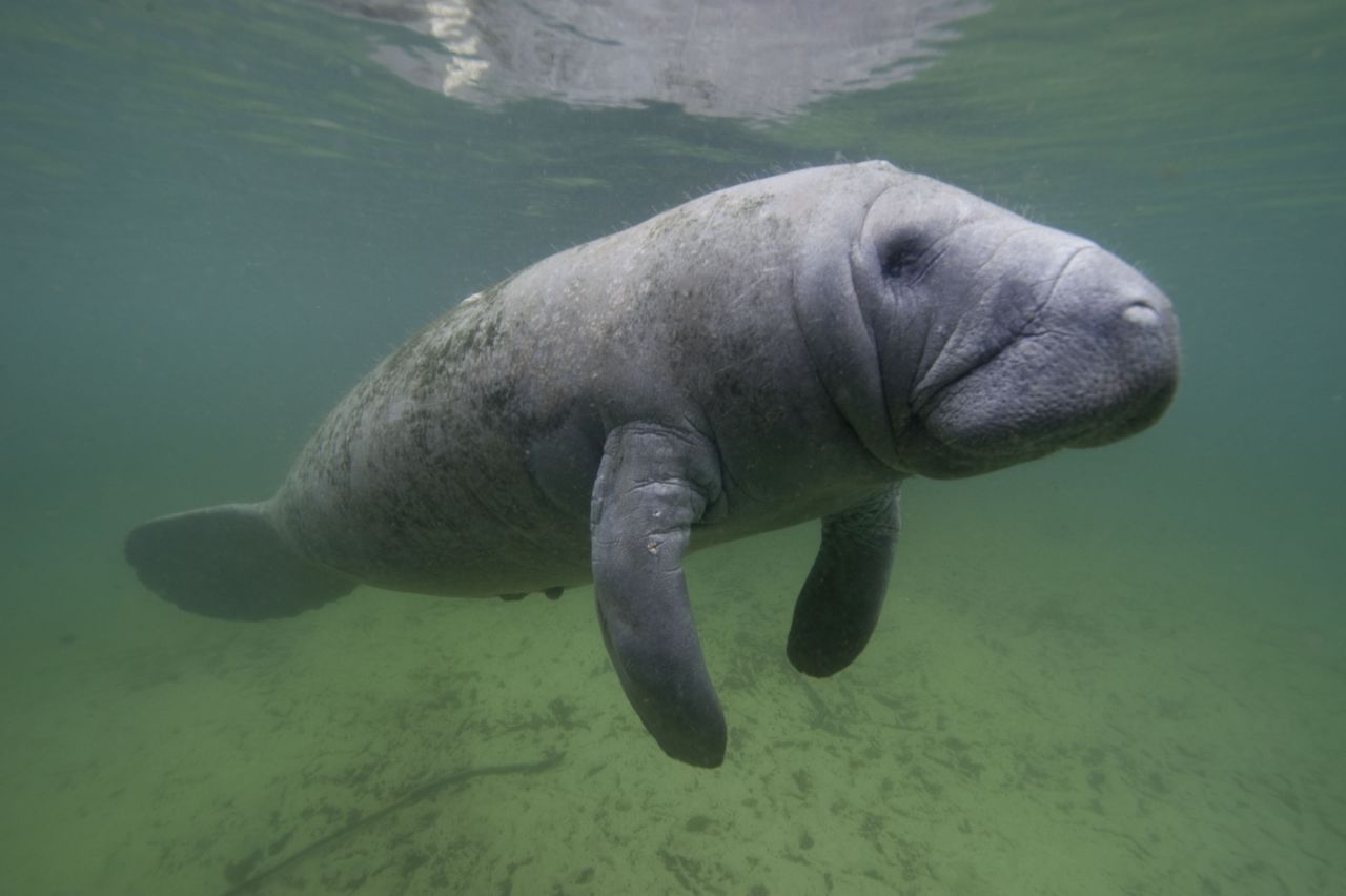The largest purported herd of manatees in the United States descends each winter on Florida's Three Sisters Springs' 72-degree waters.