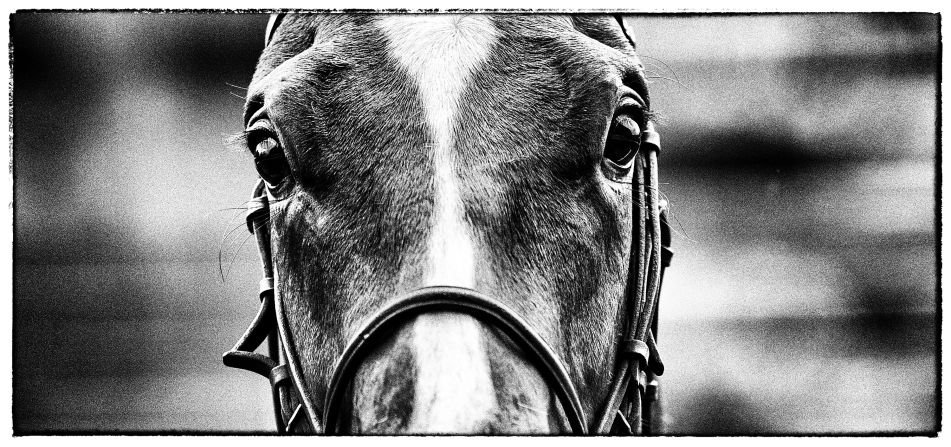 Alan Crowhurst has been training his camera lens on horses for 30 years. Here, the British photojournalist explains how he goes about capturing all the varied action at a day at the races.   