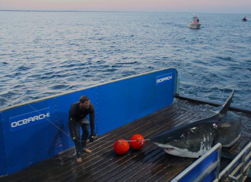 Since launching in 2007, Ocearch has tagged over 100 sharks. But it wasn't until National Geographic started featuring the team in TV series <a href="http://channel.nationalgeographic.com/wild/shark-men/" target="_blank" target="_blank">"Shark Men,"</a> that McBride gained "superhero" status among fans.