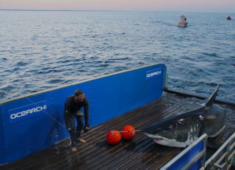Since launching in 2007, Ocearch has tagged over 100 sharks. But it wasn't until National Geographic started featuring the team in TV series <a href="http://channel.nationalgeographic.com/wild/shark-men/" target="_blank" target="_blank">"Shark Men,"</a> that McBride gained "superhero" status among fans.