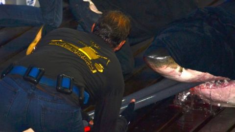 Once on board, McBride will cover the shark's eyes with a dark towel to calm them down. Pipes filled with water are also put in their jaws, to irrigate the gills. 