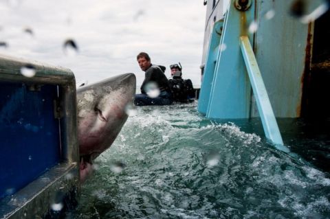"When I'm in the water and see a shark, I can keep my fear completely under control, which helps me because they feel your heart beat, your sweat," said McBride. 