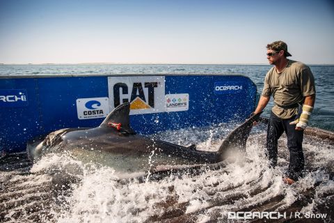 How many people could appear this calm while holding the tail of a monstrous shark? But then, shark wrangler Brett McBride isn't like most people...