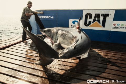 The 46-year-old comes face to face with sharks almost everyday, as part of his work with scientific research vessel Ocearch. 