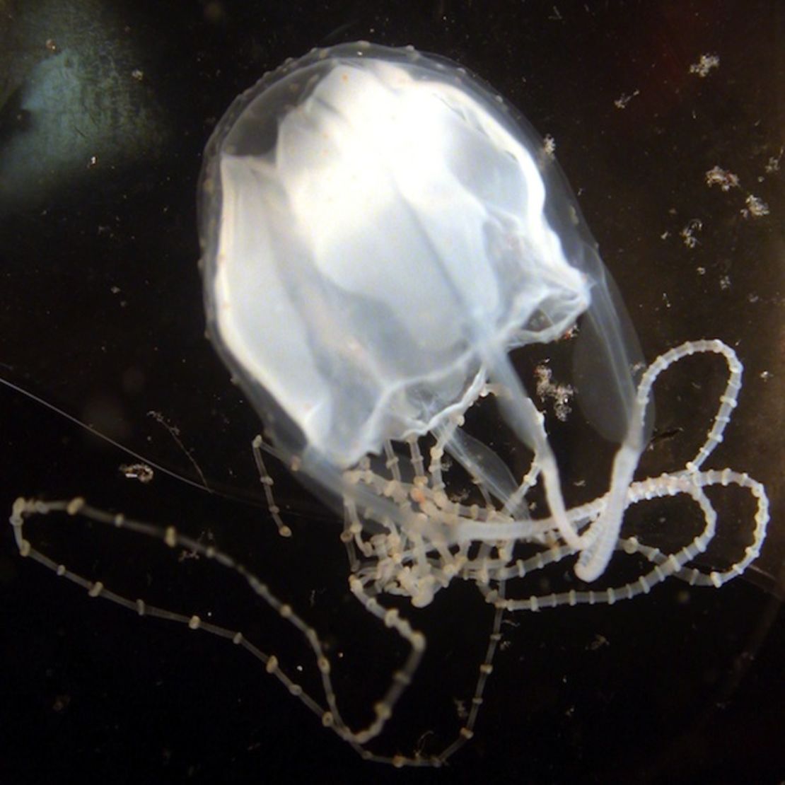 The Irukandji jellyfish is only the size of a thimble.